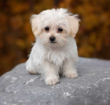 Cute white dog
